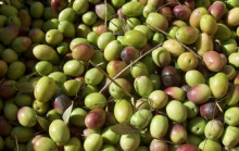 Die Produktion von Olivenöl