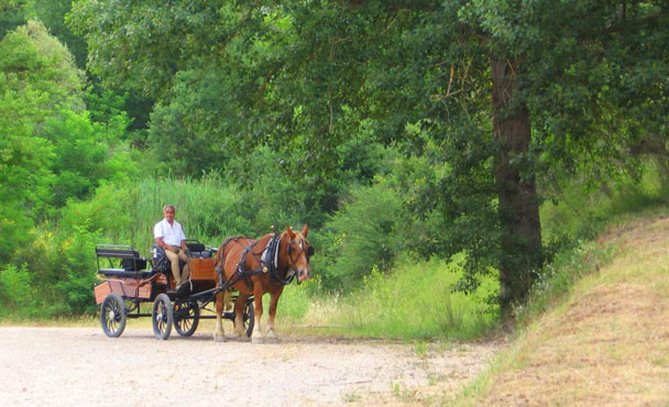 Equitazione_bonsenso_1