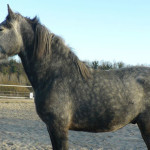 Equitazione_bonsenso_15