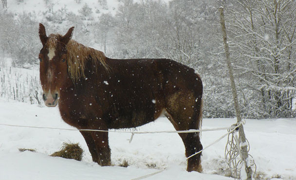 Equitazione_bonsenso_7