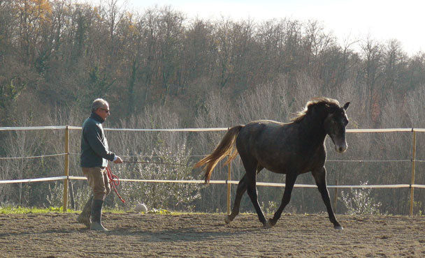 addestramento_cavalli_6