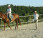 “Cavallo in cammino”