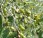In vendita l’Olio extravergine di oliva biologico campagna 2019