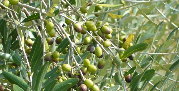 In vendita l’Olio extravergine di oliva biologico campagna 2019