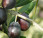 Olio extravergine di Oliva Biologico 2020