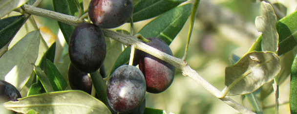 Olio extravergine di Oliva Biologico 2020